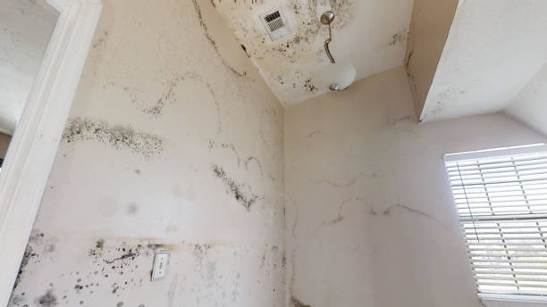 Best Post-Remediation Verification Testing  in Laurence Harbor, NJ