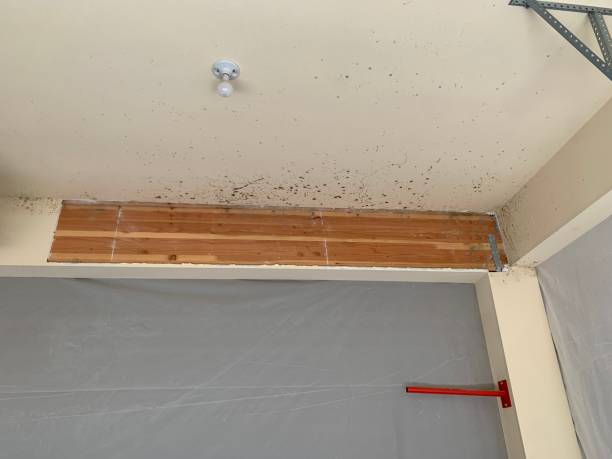  Laurence Harbor, NJ Mold Removal Pros