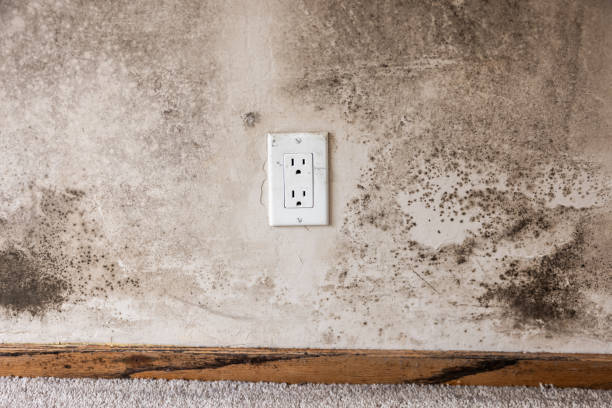 Best Asbestos and Lead Testing During Mold Inspection  in Laurence Harbor, NJ